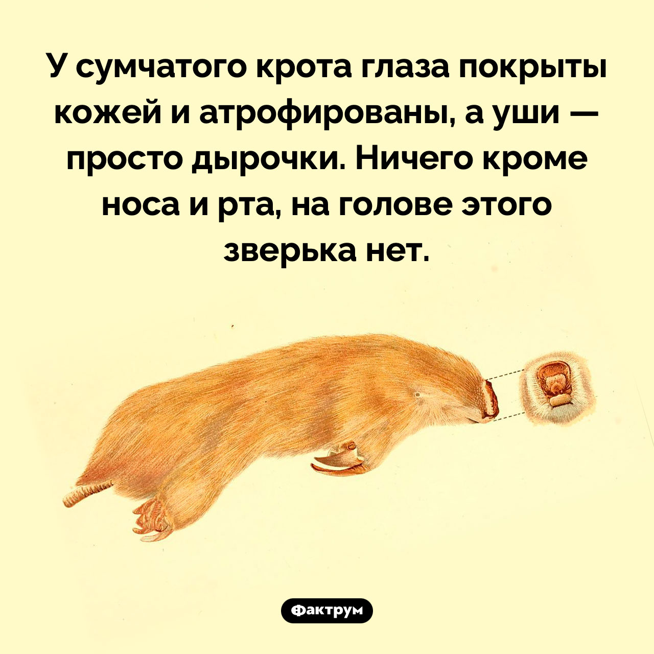 Глаза сумчатого крота