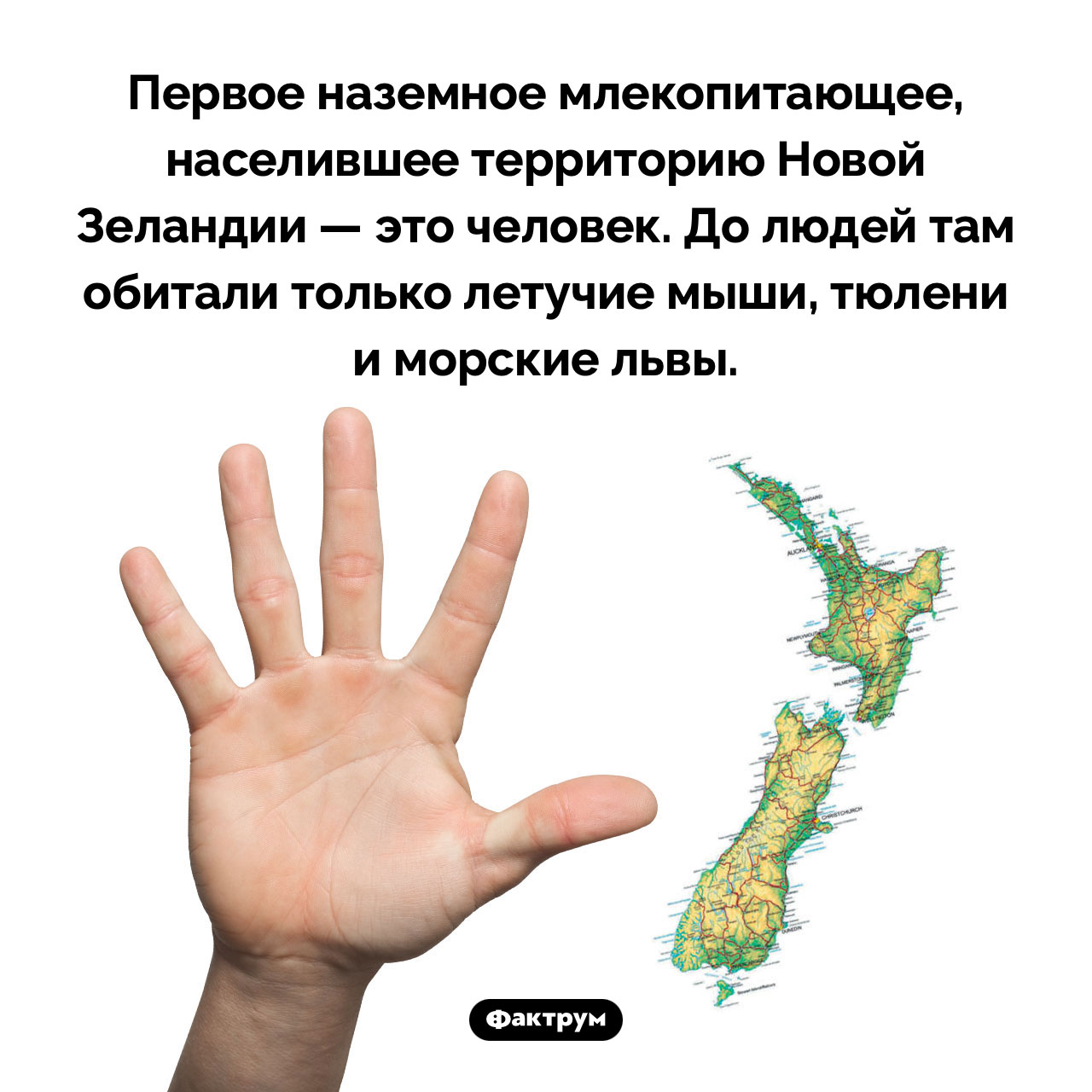 Первое наземное млекопитающее Новой Зеландии