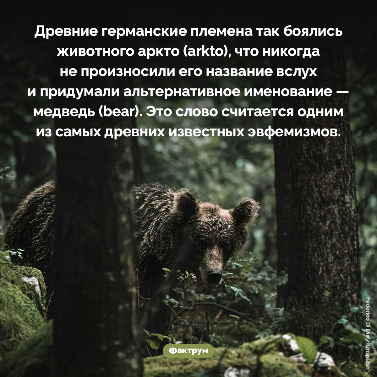 Происхождение слова «медведь». Древние германские племена так боялись животного аркто (arkto), что никогда не произносили его название вслух и придумали альтернативное именование — медведь (bear). Это слово считается одним из самых древних известных эвфемизмов.