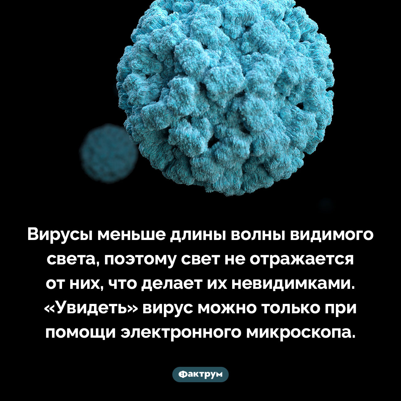 Размер вируса