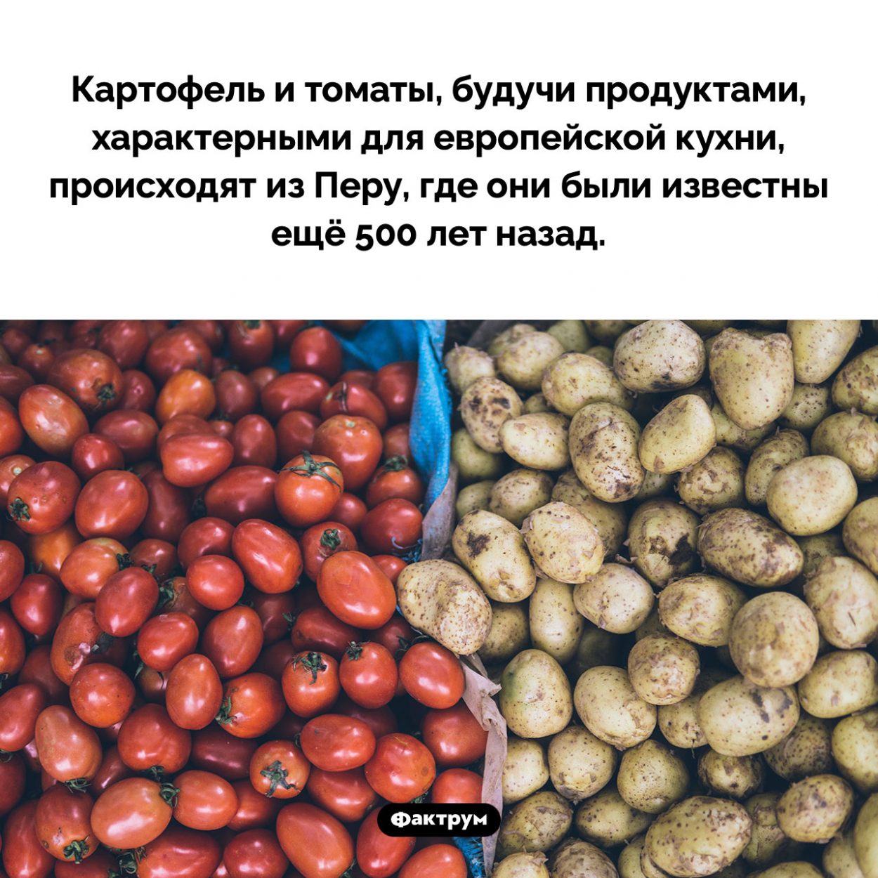 Родина томатов и картофеля. Картофель и томаты, будучи продуктами, характерными для европейской кухни, происходят из Перу, где они были известны ещё 500 лет назад.