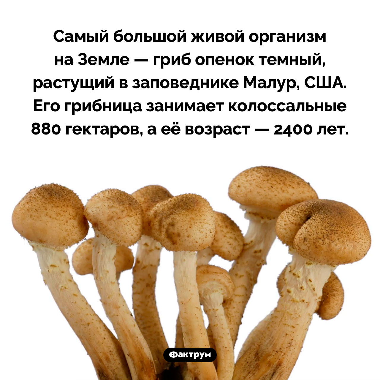 Самый большой живой организм