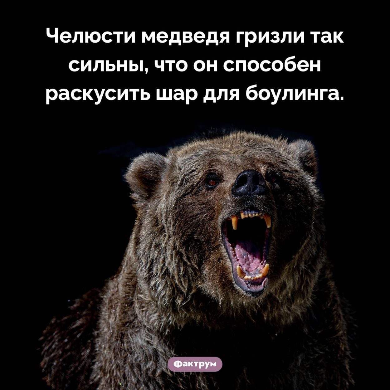 Сила челюстей гризли. Челюсти медведя гризли так сильны, что он способен раскусить шар для боулинга.