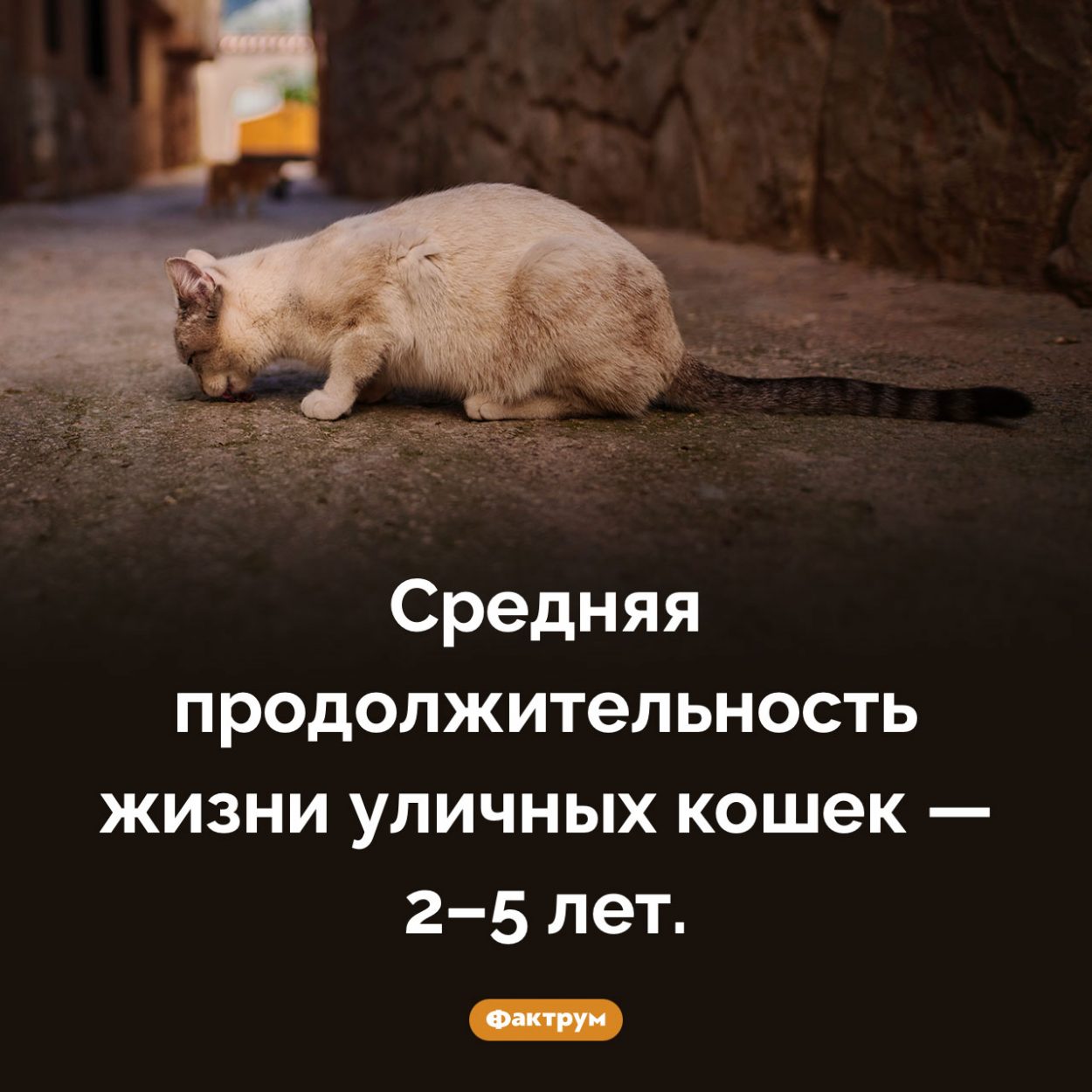 Сколько живут уличные кошки. Средняя продолжительность жизни уличных кошек — 2–5 лет. 