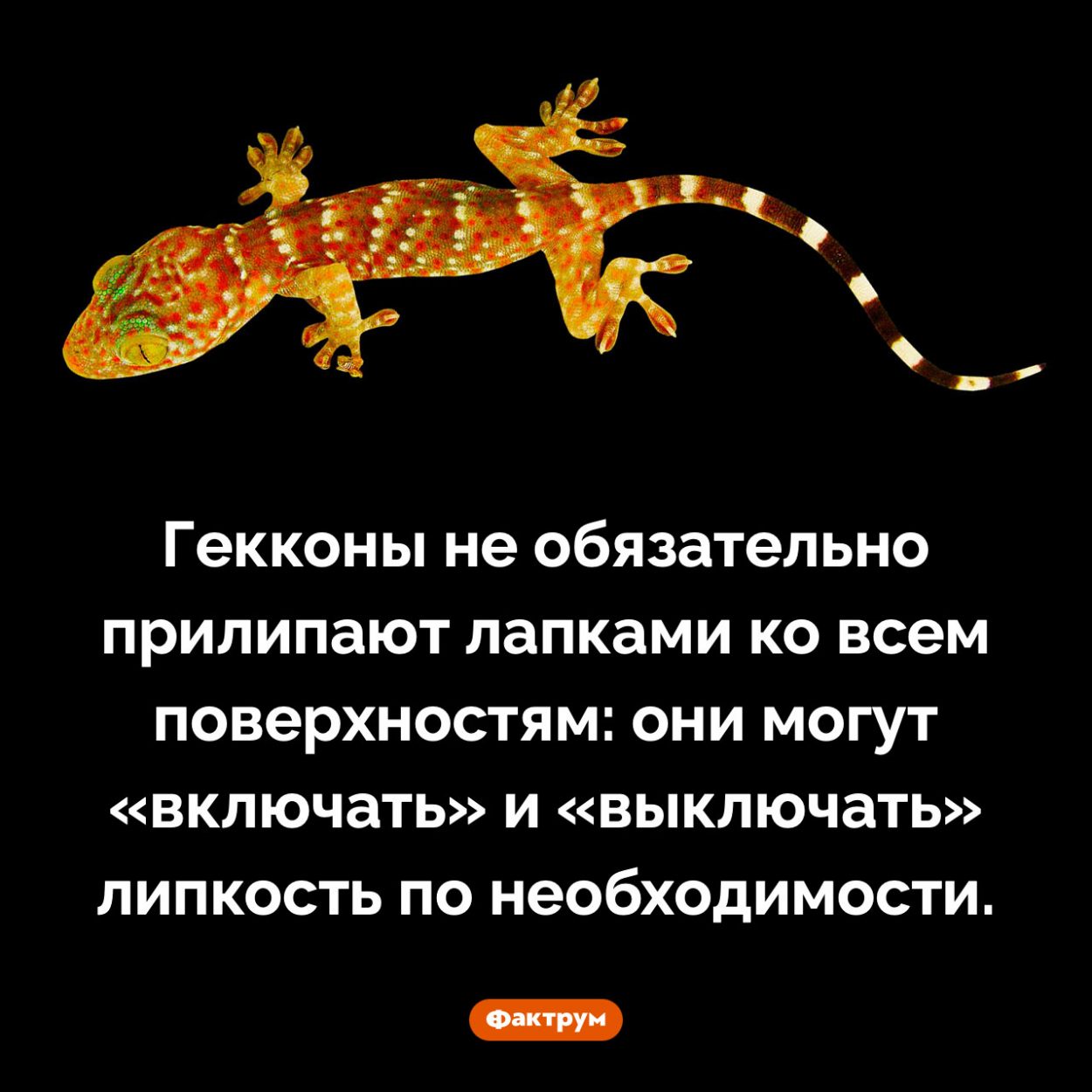 Удивительная способность гекконов. Гекконы не обязательно прилипают лапками ко всем поверхностям: они могут «включать» и «выключать» липкость по необходимости.