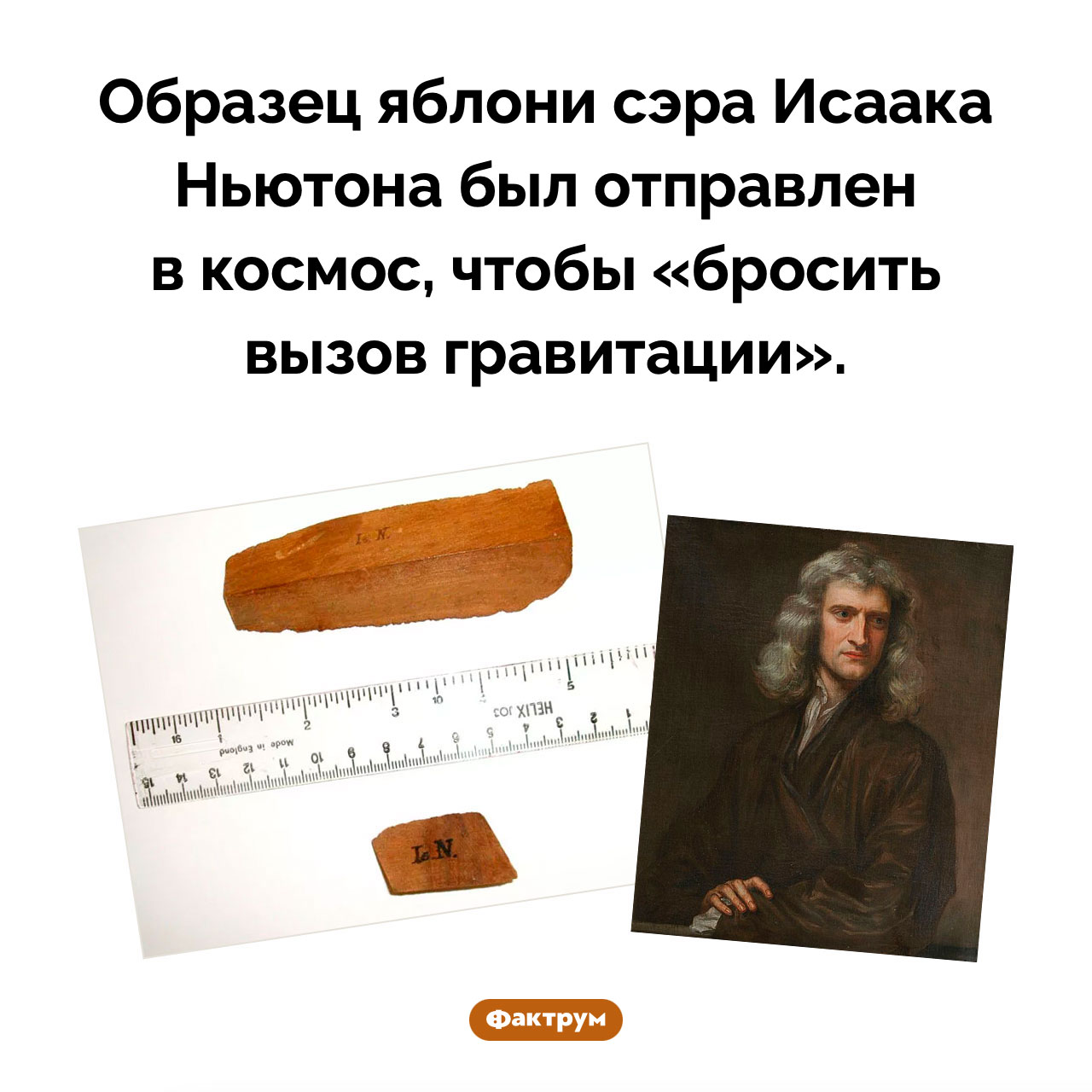 Яблоня Исаака Ньютона в космосе