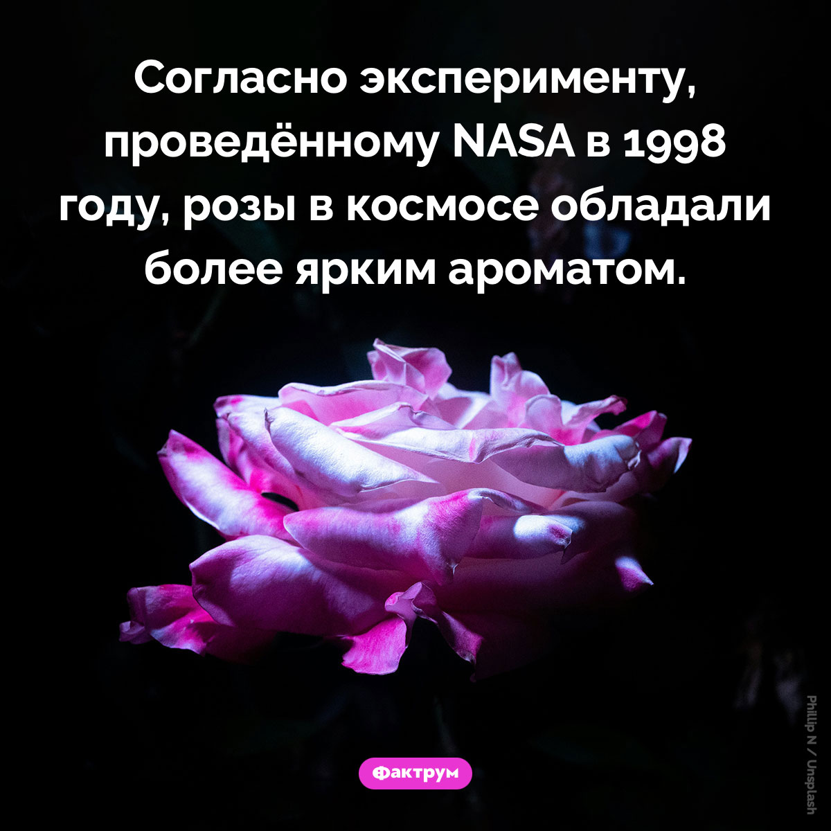 Запах розы в космосе. Согласно эксперименту, проведённому NASA в 1998 году, розы в космосе обладали более ярким ароматом.
