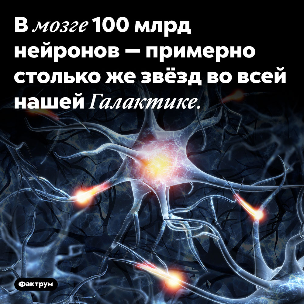 В мозге 100 млрд нейронов — примерно столько же звезд во всей нашей Галактике. 