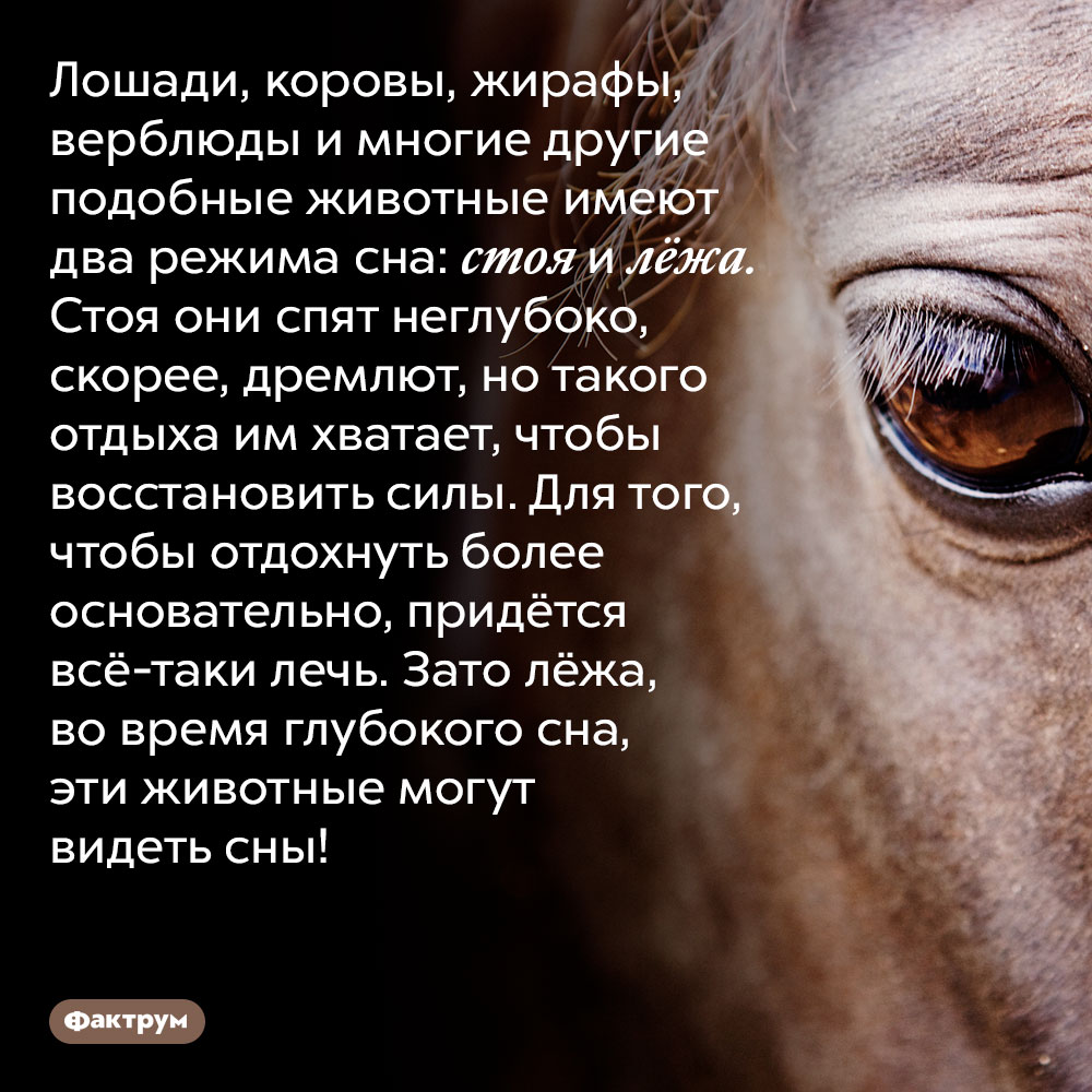 Лошади, коровы, жирафы, верблюды и многие другие подобные животные имеют два режима сна: стоя и лёжа. Стоя они спят неглубоко, скорее, дремлют, но такого отдыха им хватает, чтобы восстановить силы. Для того, чтобы отдохнуть более основательно, придётся всё-таки лечь. Зато лёжа, во время глубокого сна, эти животные могут видеть сны!