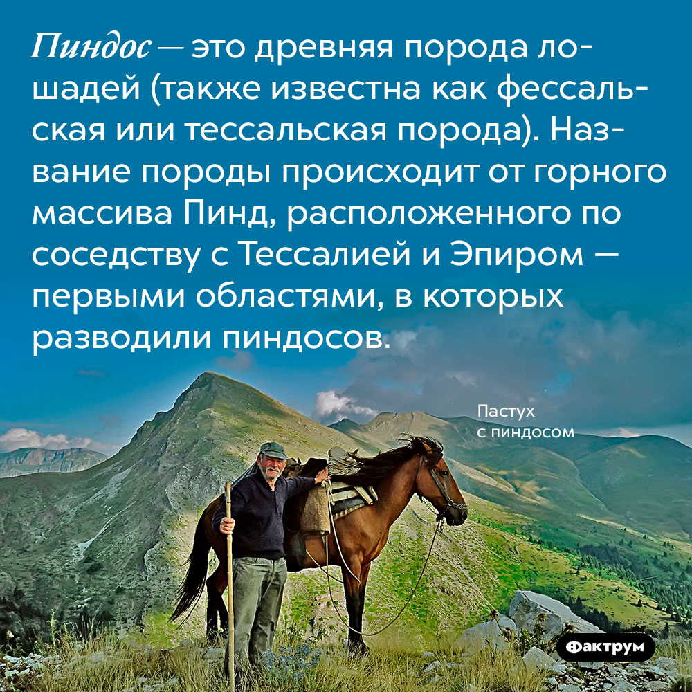 Пиндос — это древняя порода лошадей (также известна как фессальская или тессальская порода). Название породы происходит от горного массива Пинд, расположенного по соседству с Тессалией и Эпиром — первыми областями, в которых разводили пиндосов.