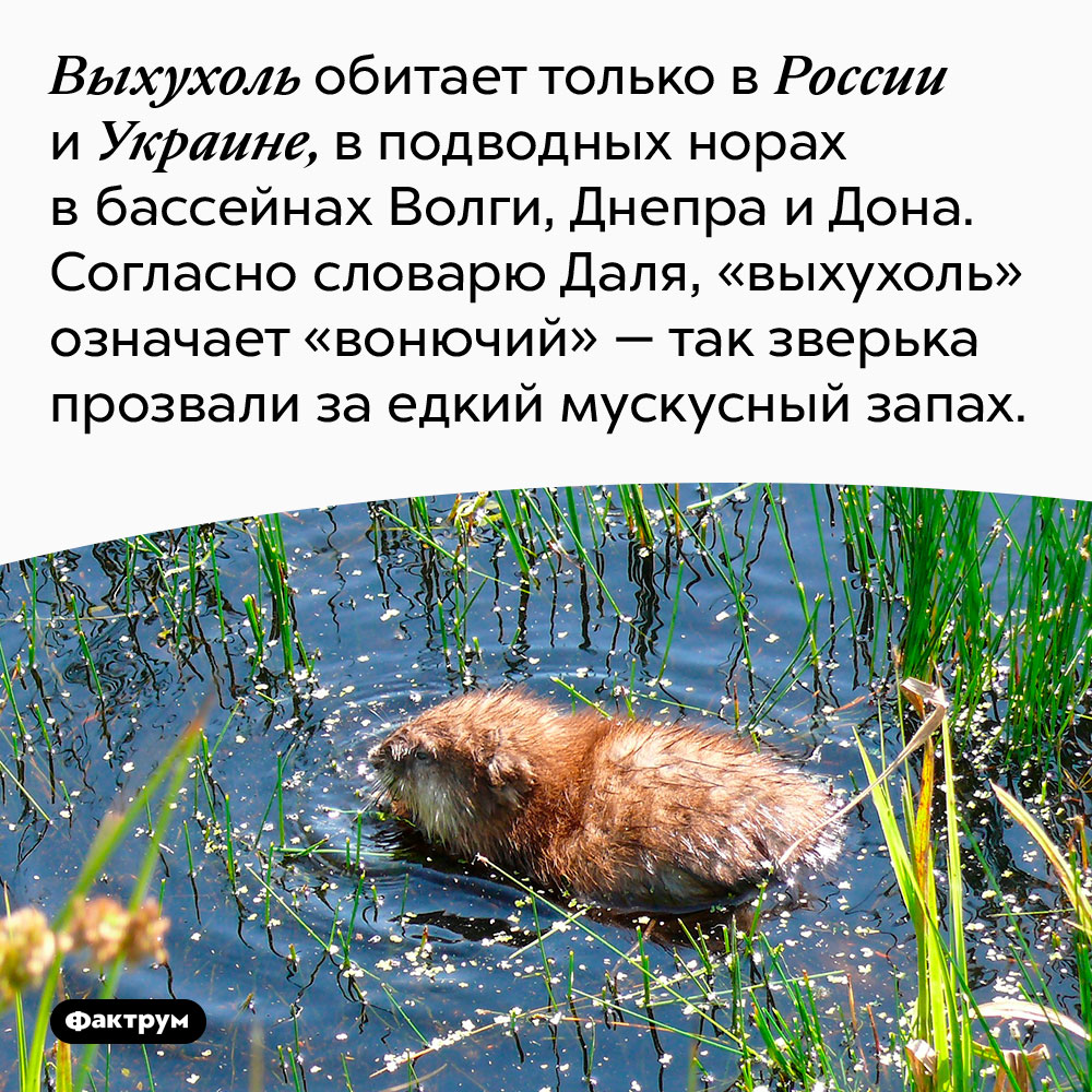 Выхухоль обитает только в России и Украине, в подводных норах в бассейнах Волги, Днепра и Дона. Согласно словарю Даля, «выхухоль» означает «вонючий» — так зверька прозвали за едкий мускусный запах.