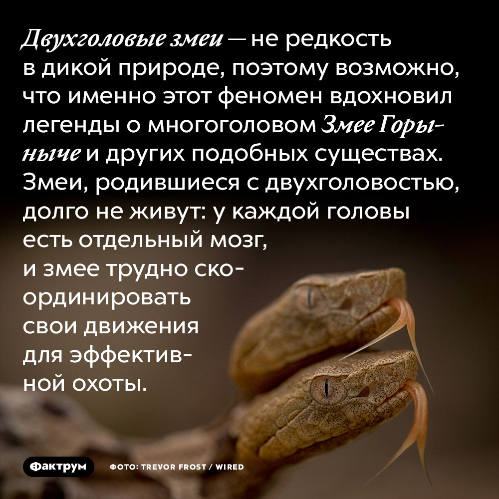 Двухголовые змеи — не редкость в дикой природе, поэтому возможно, что именно этот феномен вдохновил легенды о многоголовом Змее Горыныче и других подобных существах. Змеи, родившиеся с двухголовостью, долго не живут: у каждой головы есть отдельный мозг, и змее трудно скоординировать свои движения для эффективной охоты.