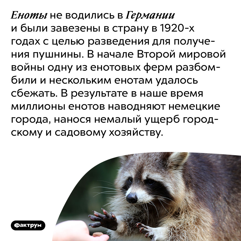 Еноты не водились в Германии и были завезены в страну в 1920-х годах с целью разведения для получения пушнины.  В начале Второй мировой войны одну из енотовых ферм разбомбили и нескольким енотам удалось сбежать. В результате в наше время миллионы енотов наводняют немецкие города, нанося немалый ущерб городскому и садовому хозяйству.