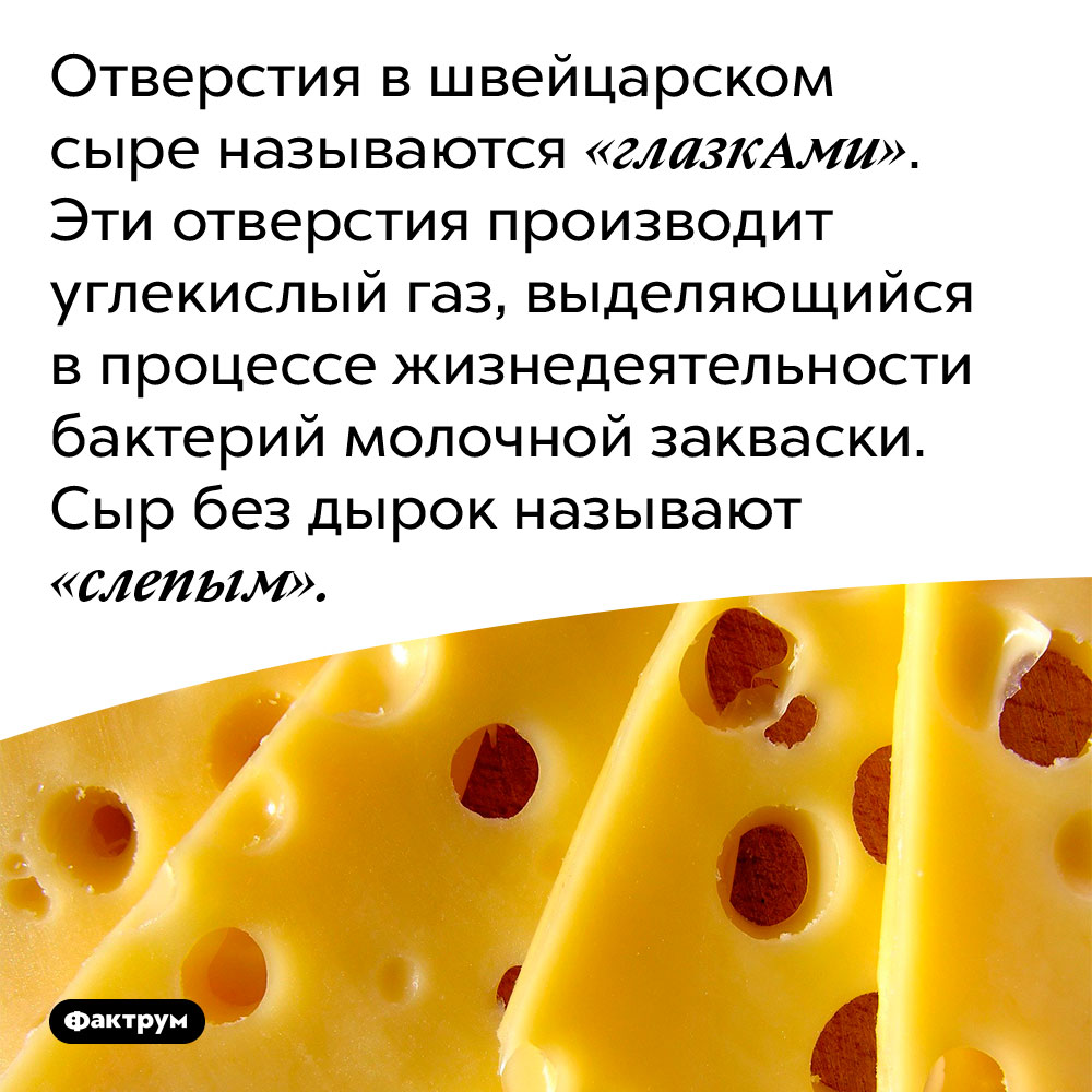 Отверстия в швейцарском сыре называются «глазкАми». Эти отверстия производит углекислый газ, выделяющийся в процессе жизнедеятельности бактерий молочной закваски. Сыр без дырок называют «слепым».