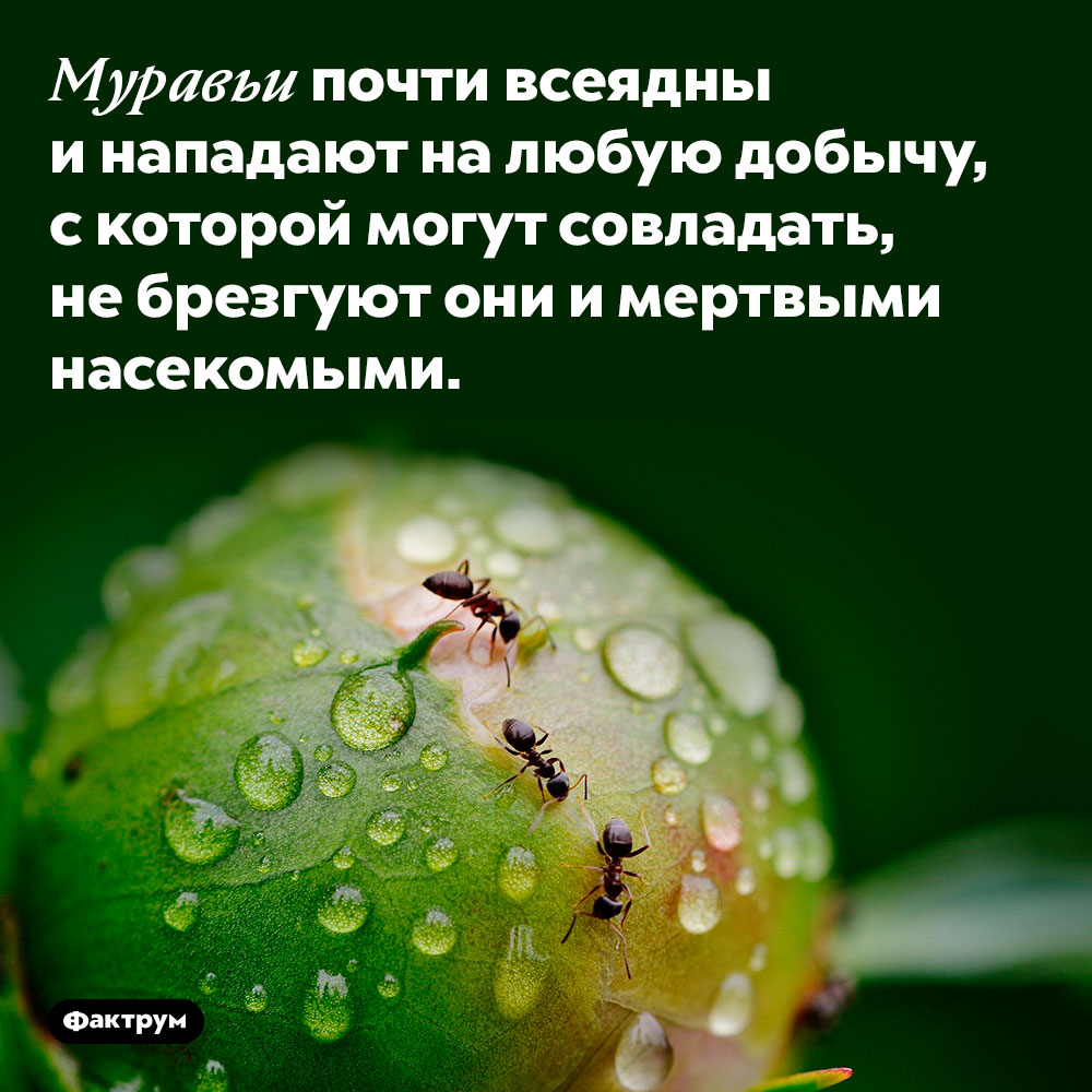 Муравьи почти всеядны. Муравьи почти всеядны и нападают на любую добычу, с которой могут совладать, не брезгуют они и мертвыми насекомыми.