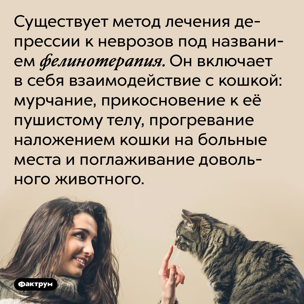 Существует метод лечения депрессии к неврозов под названием фелинотерапия. Он включает в себя взаимодействие с кошкой: мурчание, прикосновение к её пушистому телу, прогревание наложением кошки на больные места и поглаживание довольного животного.