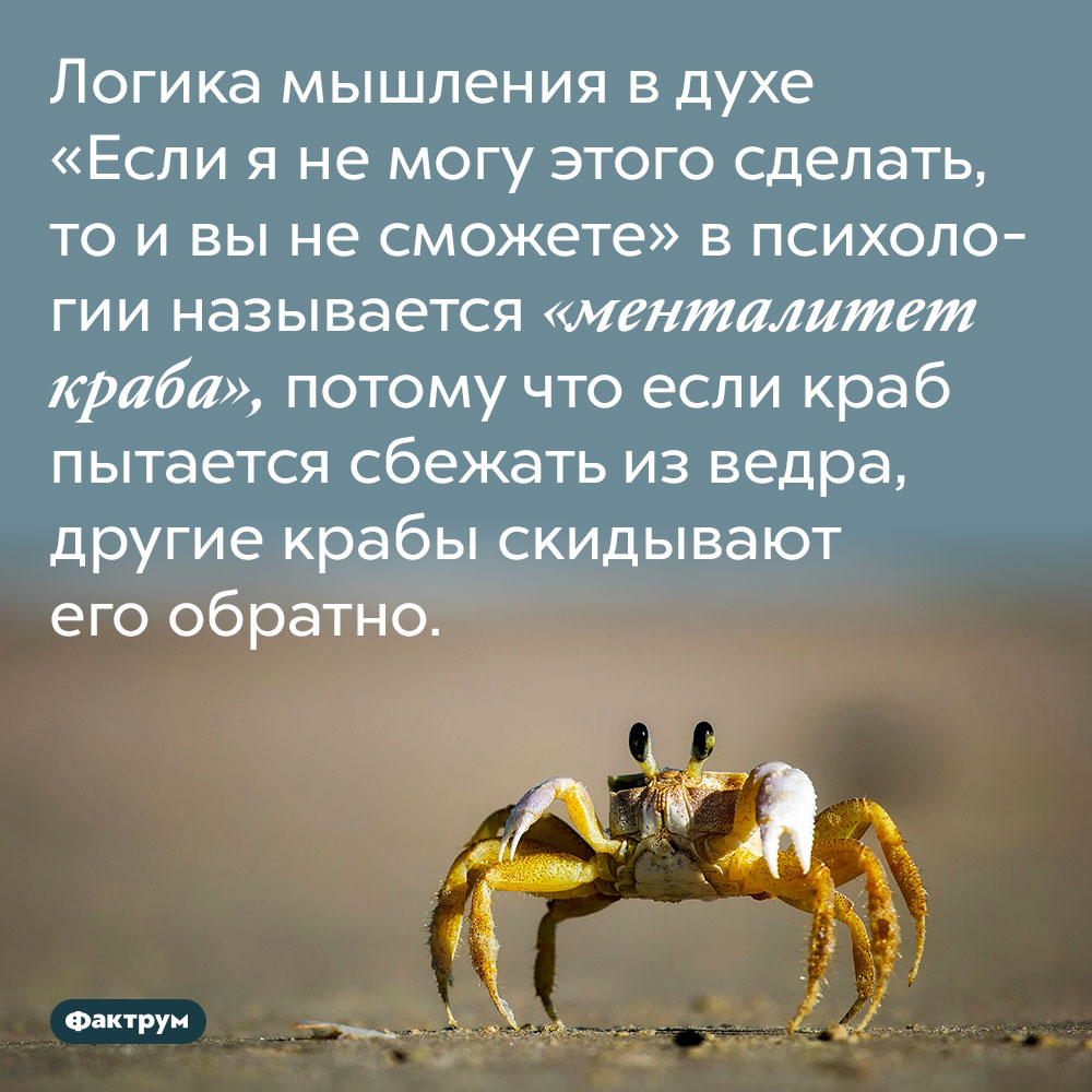 «Менталитет краба». Логика мышления в духе «Если я не могу этого сделать, то и вы не сможете» в психологии называется «менталитет краба», потому что если краб пытается сбежать из ведра, другие крабы скидывают его обратно.