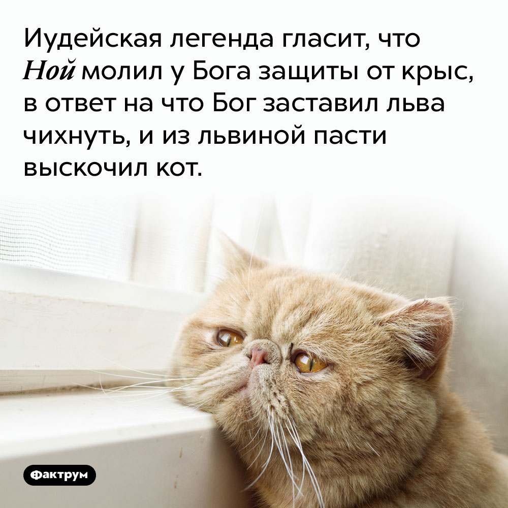 Иудейская легенда гласит, что Ной молил у Бога защиты от крыс, в ответ на что Бог заставил льва чихнуть, и из львиной пасти выскочил кот. 