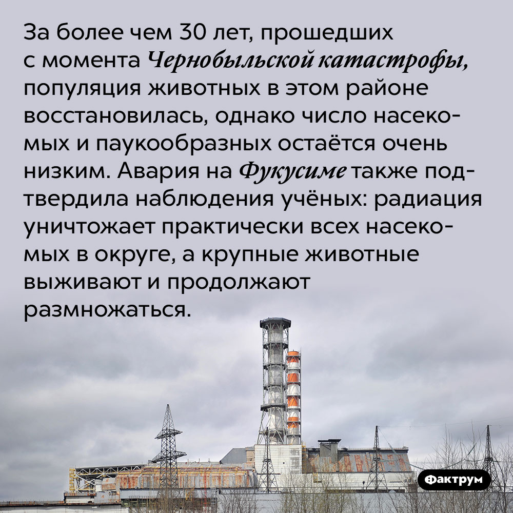 За более чем 30 лет, прошедших с момента Чернобыльской катастрофы, популяция животных в этом районе восстановилась, однако число насекомых и паукообразных остаётся очень низким. Авария на Фукусиме также подтвердила наблюдения учёных: радиация уничтожает практически всех насекомых в округе, а крупные животные выживают и продолжают размножаться.