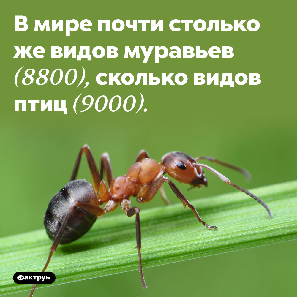 В мире почти столько же видов муравьев, сколько видов птиц. 8800 видов муравьёв и 9000 видов птиц.