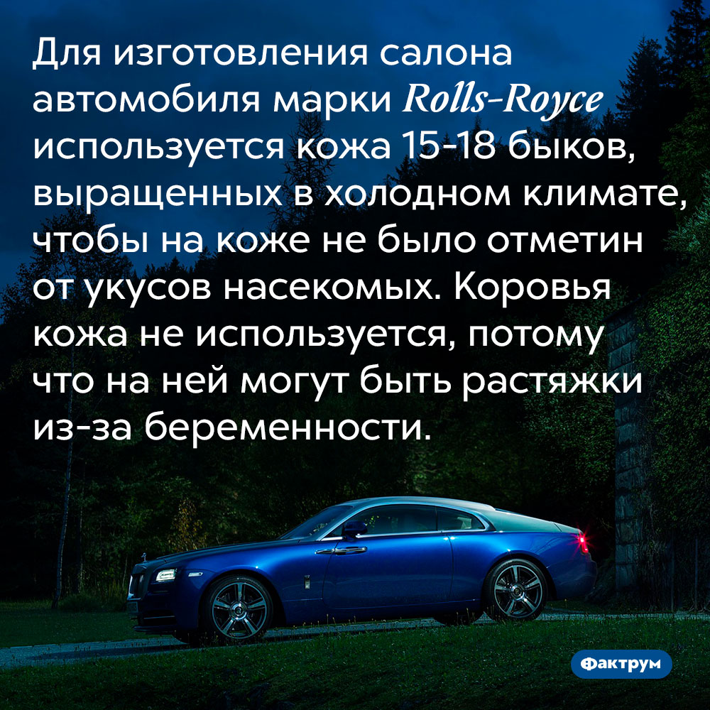 Для изготовления салона Rolls-Royce используется кожа 15-18 быков. Для изготовления салона автомобиля марки Rolls-Royce используется кожа 15-18 быков, выращенных в холодном климате, чтобы на коже не было отметин от укусов насекомых. Коровья кожа не используется, потому что на ней могут быть растяжки из-за беременности.