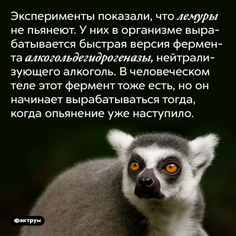 Лемуры не пьянеют. Эксперименты показали, что лемуры не пьянеют. У них в организме вырабатывается быстрая версия фермента алкогольдегидрогеназы, нейтрализующего алкоголь. В человеческом теле этот фермент тоже есть, но он начинает вырабатываться тогда, когда опьянение уже наступило.