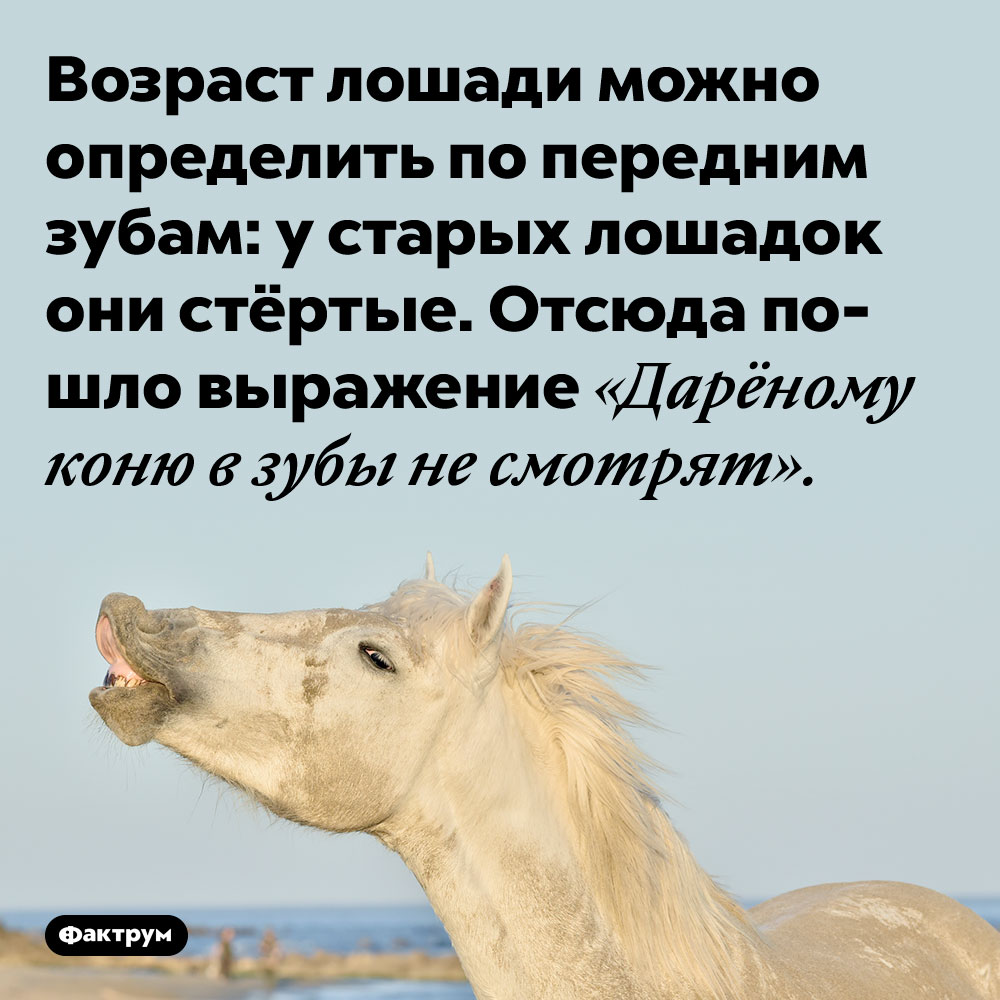 Возраст лошади можно определить по передним зубам: у старых лошадок они стёртые. Отсюда пошло выражение «Дарёному коню в зубы не смотрят».