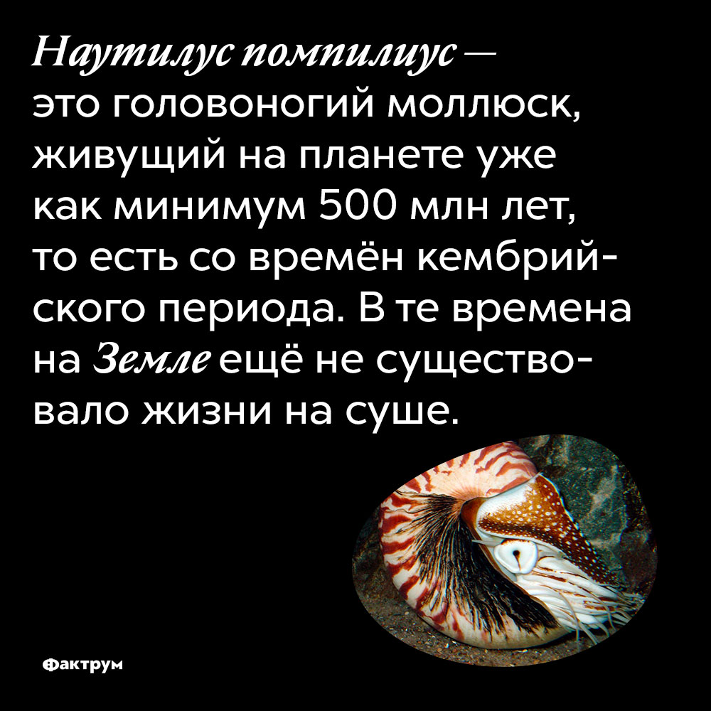 Что такое «Наутилус помпилиус». Наутилус помпилиус — это головоногий моллюск, живущий на планете уже как минимум 500 000 000 лет, то есть со времён кембрийского периода. В те времена на Земле ещё не существовало жизни на суше.