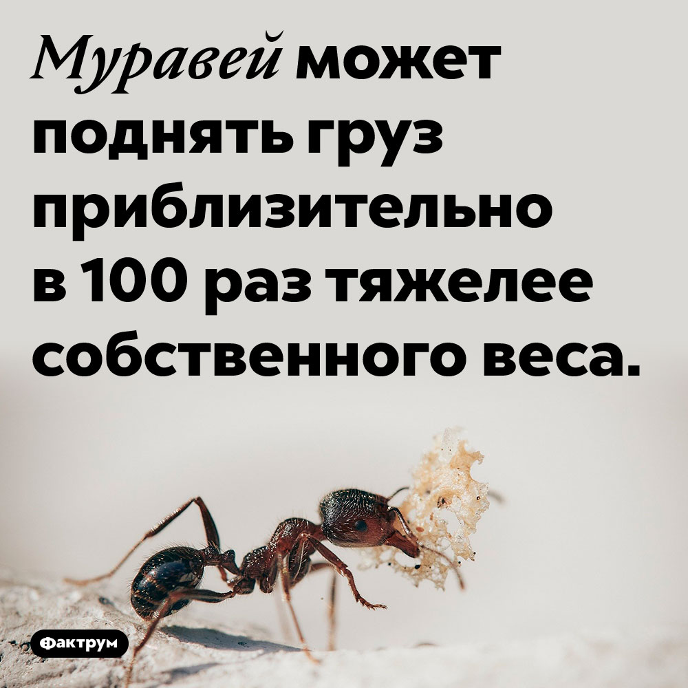 Муравей может поднять груз приблизительно в 100 раз тяжелее собственного веса. Муравей может поднять груз приблизительно в 100 раз тяжелее собственного веса.