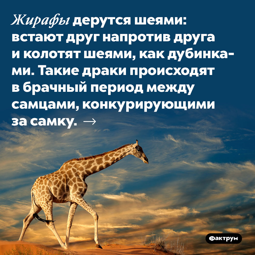 Жирафы дерутся шеями. Встают друг напротив друга и колотят шеями, как дубинками. Такие драки происходят в брачный период между самцами, конкурирующими за самку.