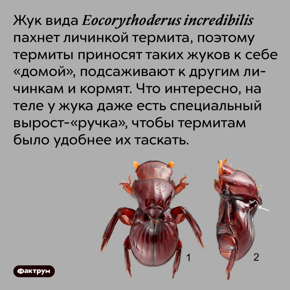 Жук вида Eocorythoderus incredibilis пахнет личинкой термита, поэтому термиты приносят таких жуков к себе «домой», подсаживают к другим личинкам и кормят. Что интересно, на теле у жука даже есть специальный вырост-«ручка», чтобы термитам было удобнее их таскать.