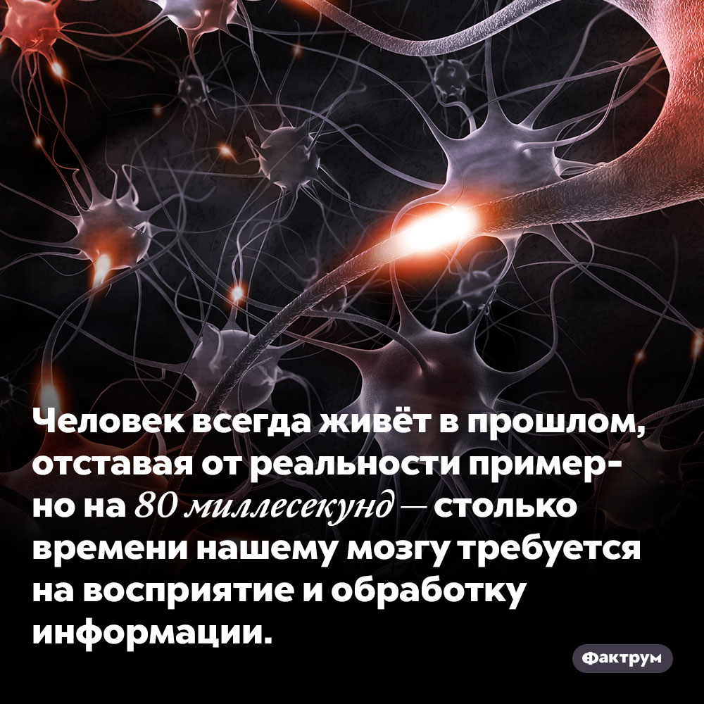 Человек живёт в прошлом. Человек всегда живёт в прошлом, отставая от реальности примерно на 80 миллесекунд — столько времени нашему мозгу требуется на восприятие и обработку информации.