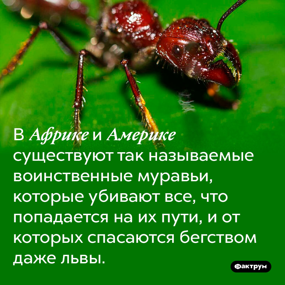 Воинственные муравьи. В Африке и Америке существуют так называемые воинственные муравьи, которые убивают всё, что попадается на их пути, и от них спасаются бегством даже львы.