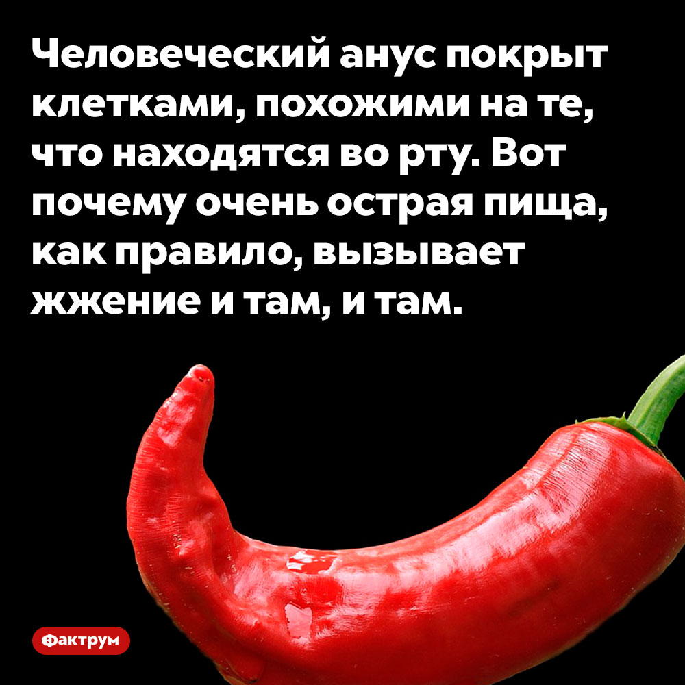 Человеческий анус покрыт клетками, похожими на те, что находятся во рту. Человеческий анус покрыт клетками, похожими на те, что находятся во рту. Вот почему очень острая пища, как правило, вызывает жжение и там, и там.