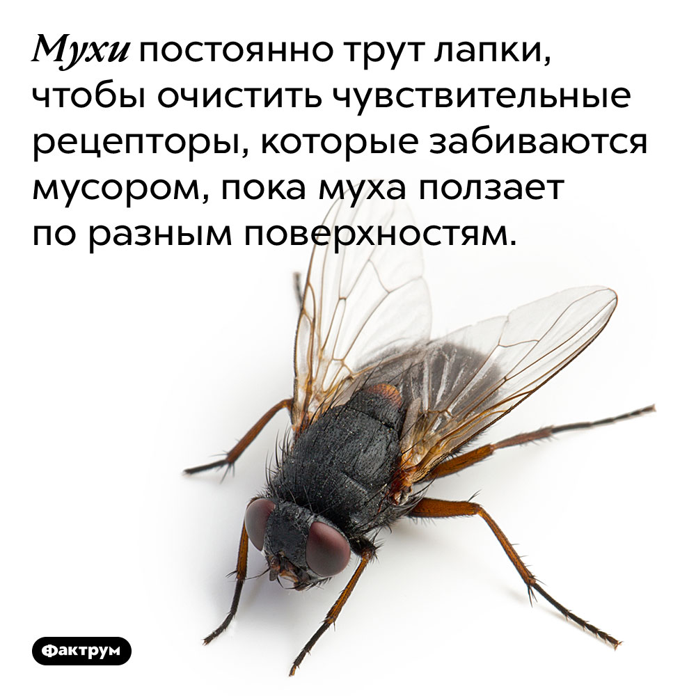 И пока муха будет гладить свои лапки. Факты о мухах. Скорость полета мухи. Зачем мухи потирают лапки. Муха Трет лапки.