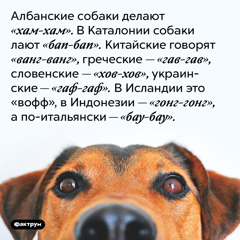 Албанские собаки делают «хам-хам». В Каталонии собаки лают «бап-бап». Китайские говорят «ванг-ванг», греческие — «гав-гав», словенские — «хов-хов», украинские — «гаф-гаф». В Исландии это «вофф», в Индонезии — «гонг-гонг», а по-итальянски — «бау-бау».