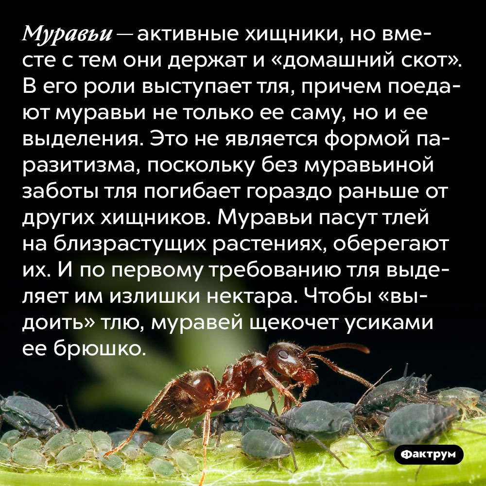 Муравьи — активные хищники, но вместе с тем они держат и «домашний скот». В его роли выступает тля, причем поедают муравьи не только ее саму, но и ее выделения. Это не является формой паразитизма, поскольку без муравьиной заботы тля погибает гораздо раньше от других хищников. Муравьи пасут тлей на близрастущих растениях, оберегают их. И по первому требованию тля выделяет им излишки нектара. Чтобы «выдоить» тлю, муравей щекочет усиками ее брюшко.
