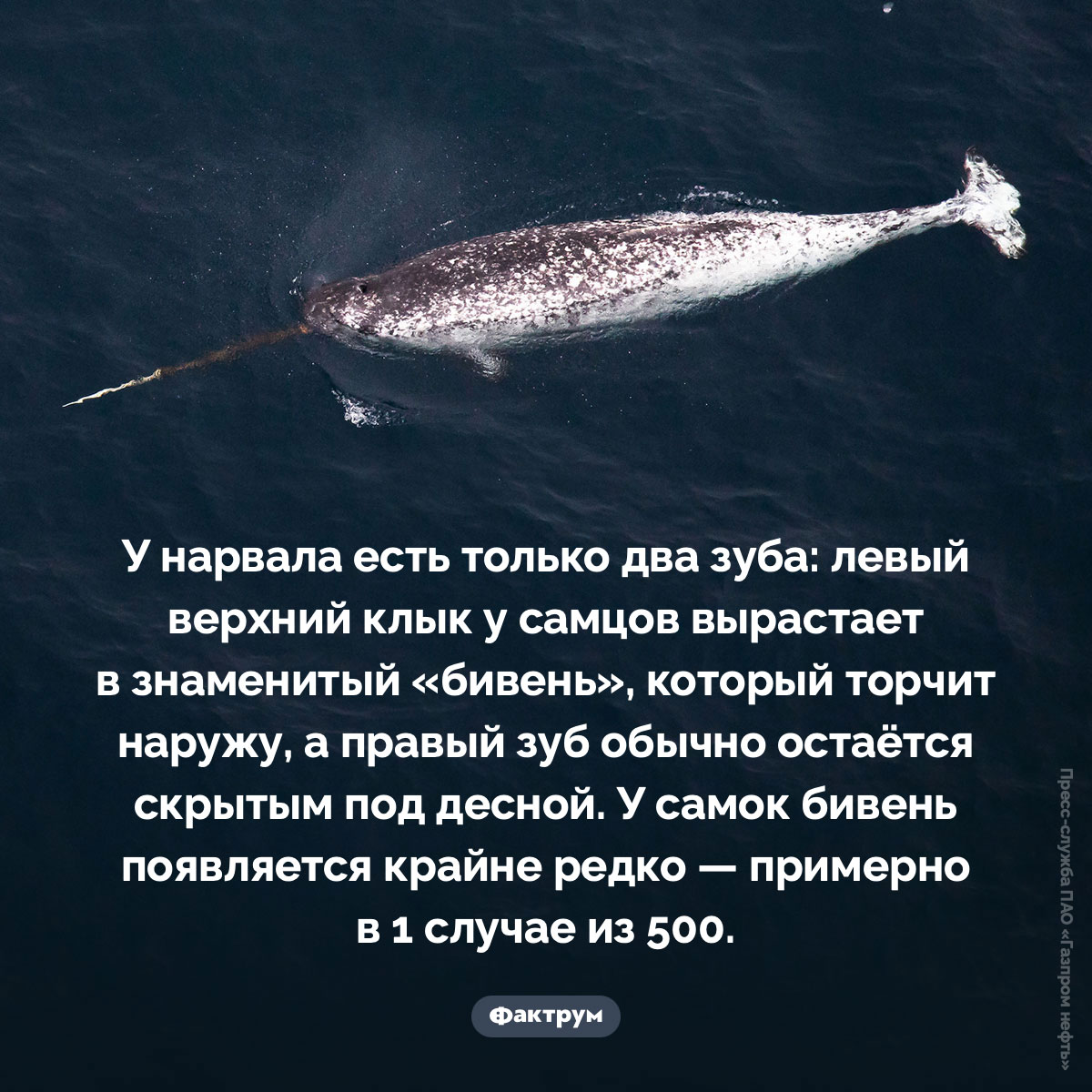 «Бивень» нарвала. У нарвала есть только два зуба: левый верхний клык у самцов вырастает в знаменитый «бивень», который торчит наружу, а правый зуб обычно остаётся скрытым под десной. У самок бивень появляется крайне редко — примерно в 1 случае из 500.