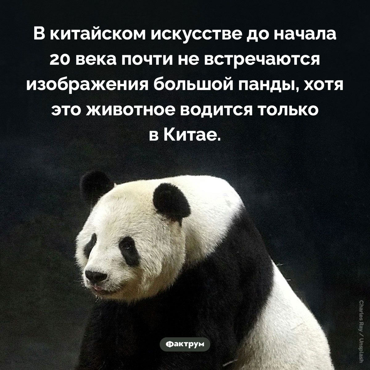 Большая панда в китайском искусстве. В китайском искусстве до начала 20 века почти не встречаются изображения большой панды, хотя это животное водится только в Китае.