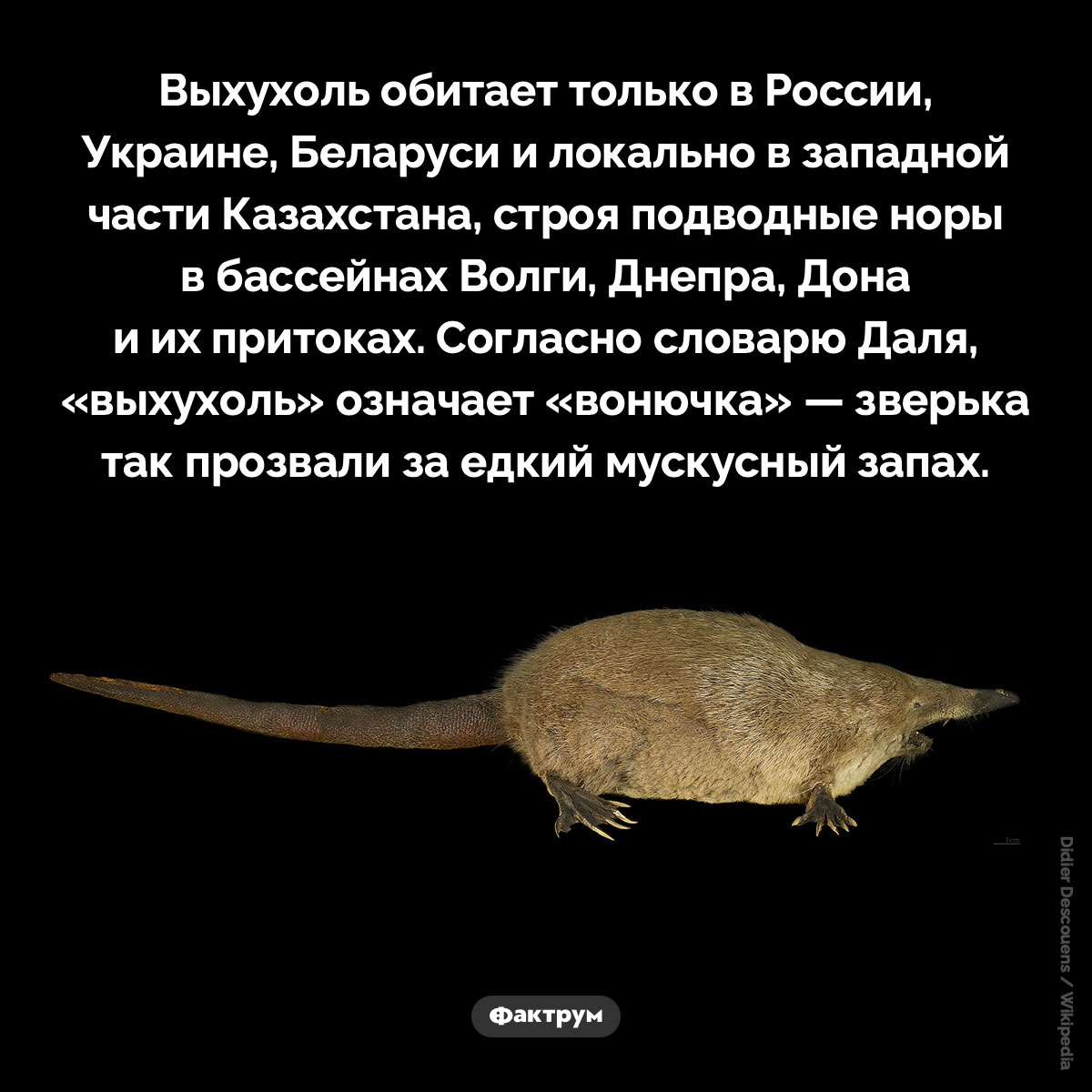 Где живет выхухоль. Выхухоль обитает только в России, Украине, Беларуси и локально в западной части Казахстана, строя подводные норы в бассейнах Волги, Днепра, Дона и их притоках. Согласно словарю Даля, «выхухоль» означает «вонючка» — зверька так прозвали за едкий мускусный запах.
