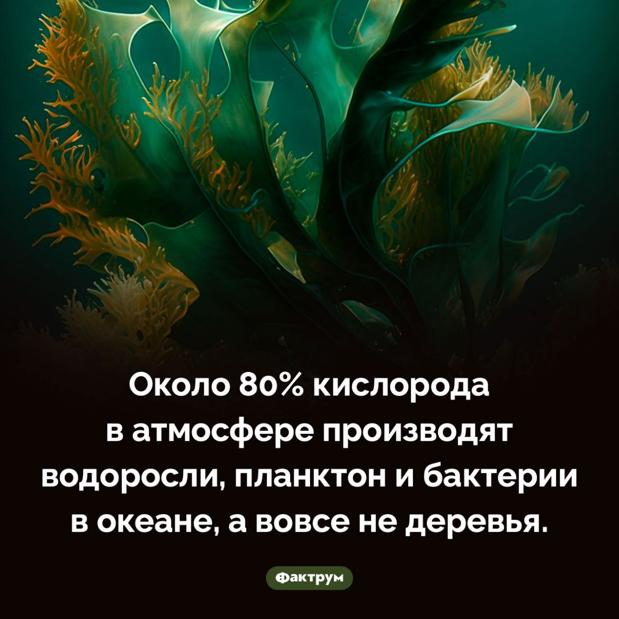 Кислород и водоросли. Около 80% кислорода в атмосфере производят водоросли, планктон и бактерии в океане, а вовсе не деревья.