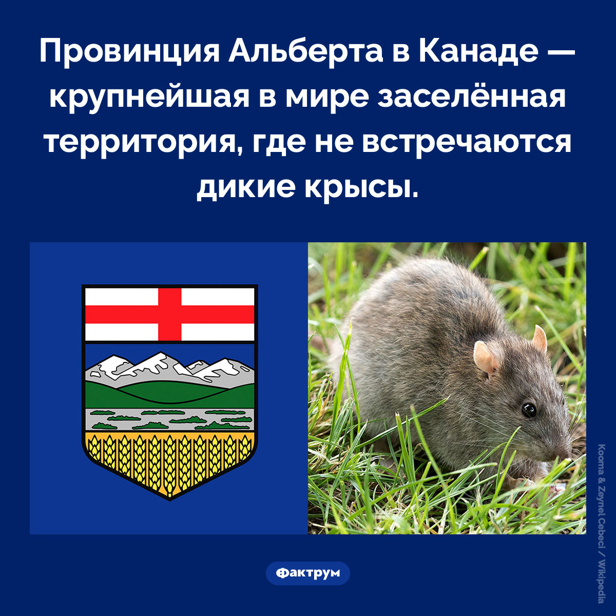 Место, где не водятся крысы. Хотя во всех соседних штатах крысы водятся, меры по контролю за ними, предпринимаемые правительством штата, не позволяют им проникнуть в Альберту и расплодиться в ней.