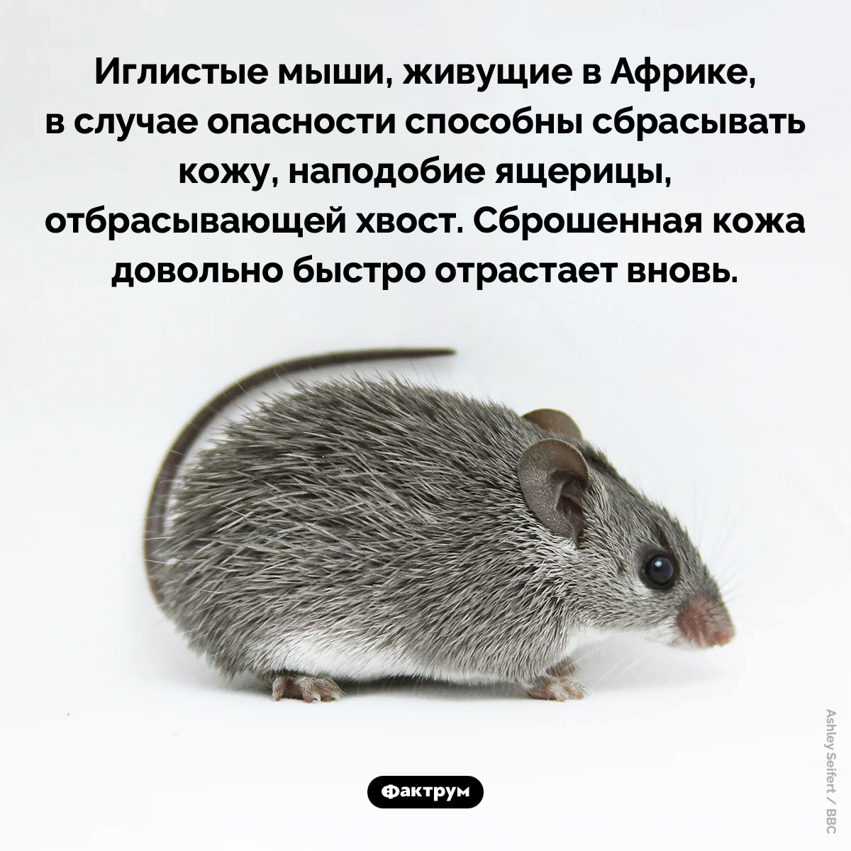 Мышь, сбрасывающая кожу. Иглистые мыши, живущие в Африке, в случае опасности способны сбрасывать кожу, наподобие ящерицы, отбрасывающей хвост. Сброшенная кожа довольно быстро отрастает вновь.