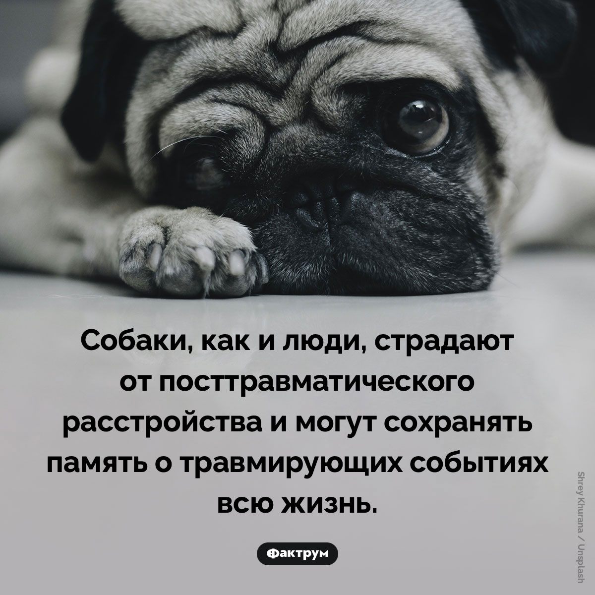 ПТСР у собак. Собаки, как и люди, страдают от посттравматического расстройства и могут сохранять память о травмирующих событиях всю жизнь.