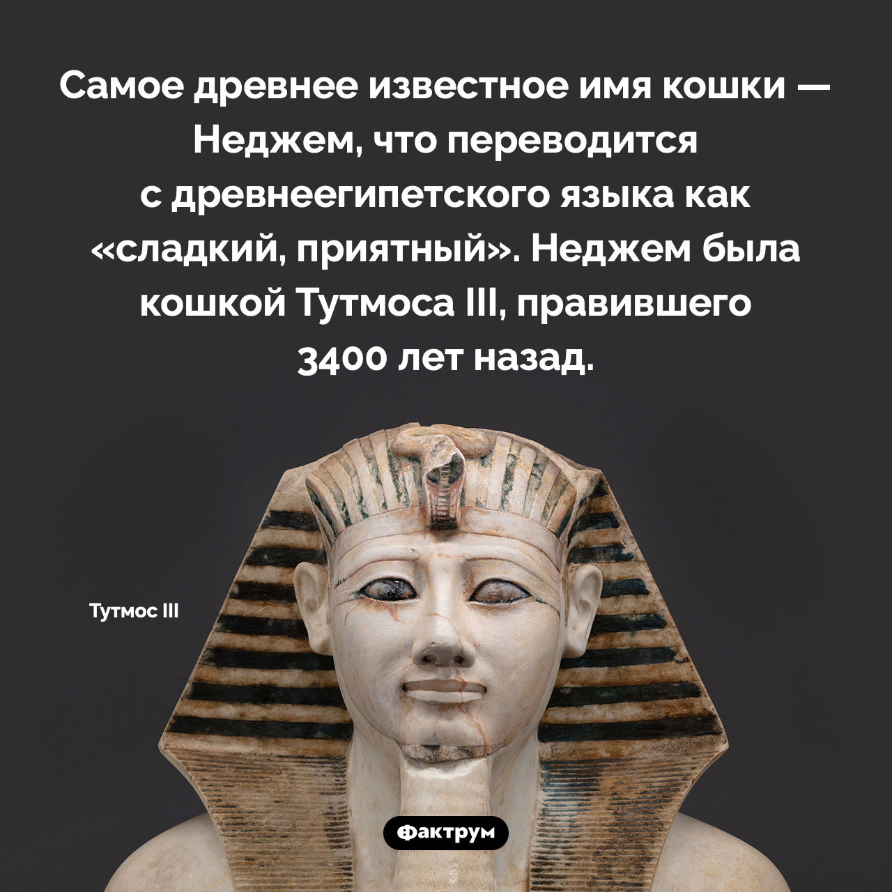 Самое древнее имя кошки