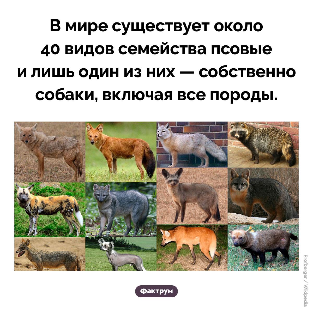 Семейство псовые. В мире существует около 40 видов семейства псовые и лишь один из них — собственно собаки, включая все породы.