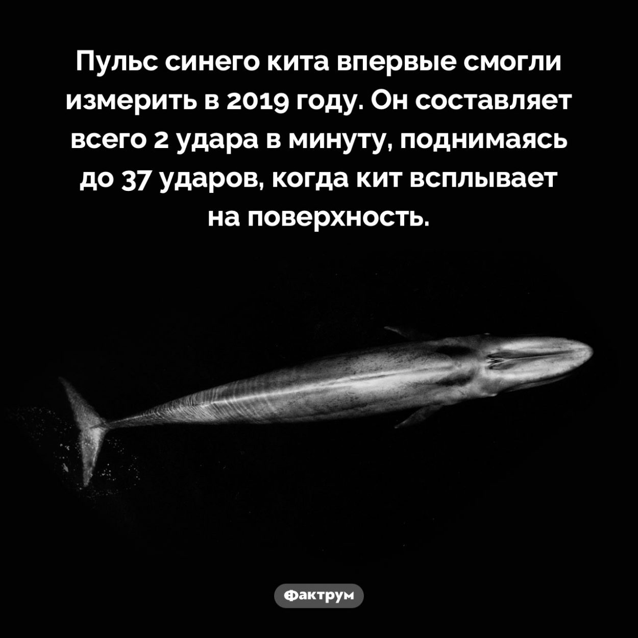 Сердцебиение кита. Пульс синего кита впервые смогли измерить в 2019 году. Он составляет всего 2 удара в минуту, поднимаясь до 37 ударов, когда кит всплывает на поверхность.