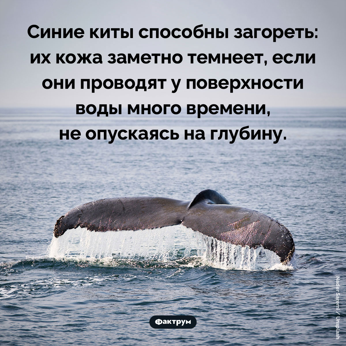 Синие киты способны загореть. Синие киты способны загореть: их кожа заметно темнеет, если они проводят у поверхности воды много времени, не опускаясь на глубину.