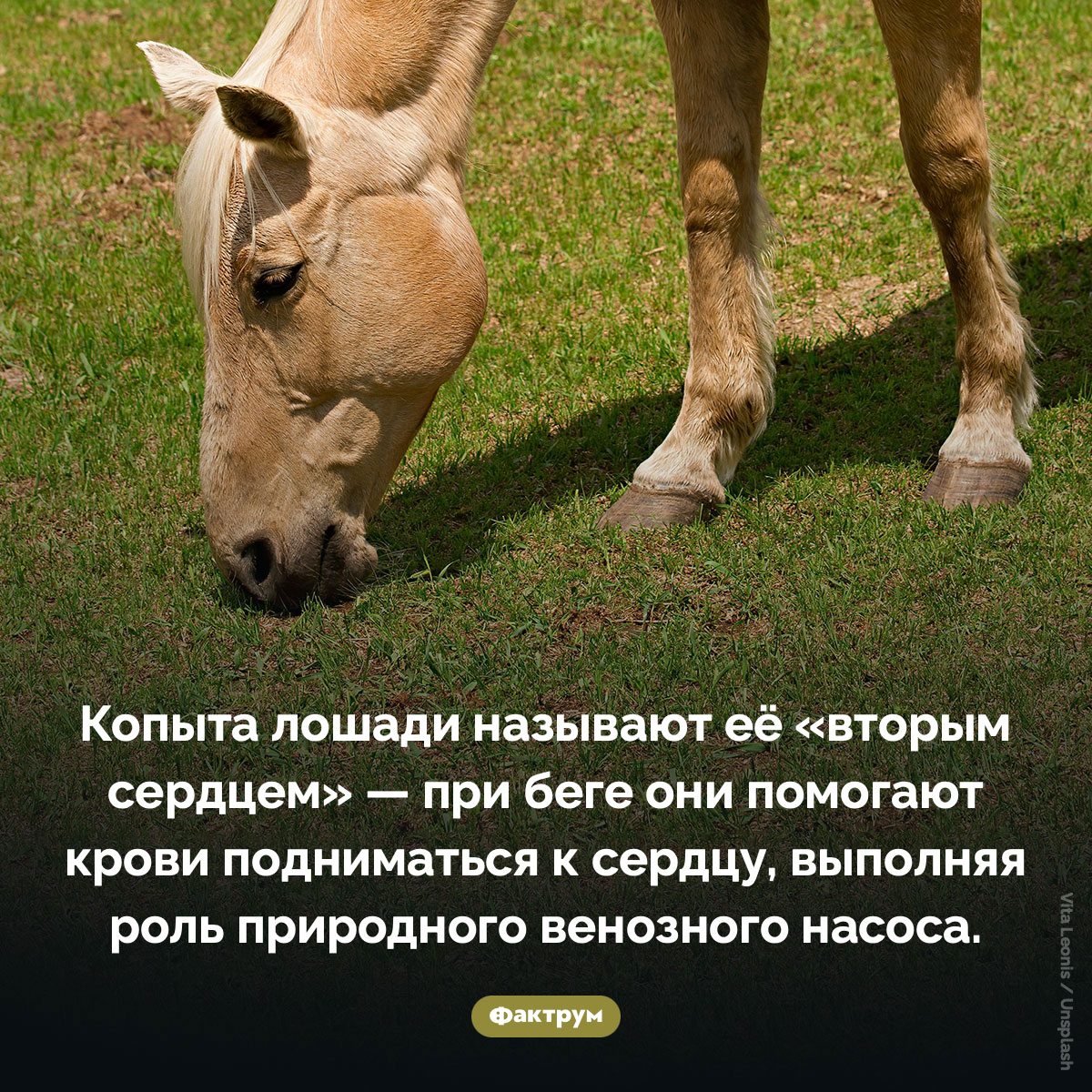 «Второе сердце» лошади. Копыта лошади называют её «вторым сердцем» — при беге они помогают крови подниматься к сердцу, выполняя роль природного венозного насоса.