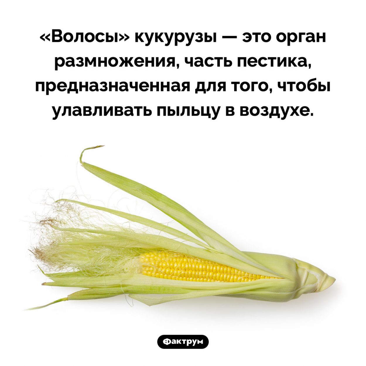 Зачем кукурузе «волосы». «Волосы» кукурузы — это орган размножения, часть пестика, предназначенная для того, чтобы улавливать пыльцу в воздухе.